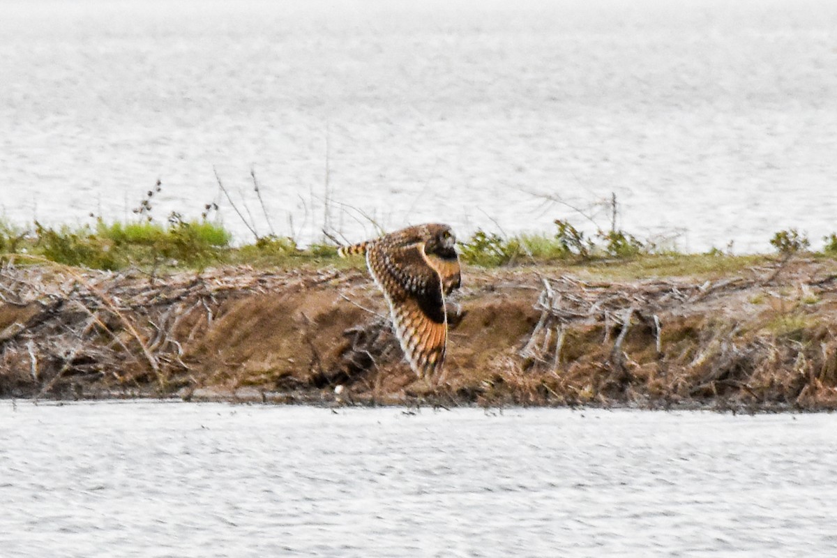 Short-eared Owl - Dawn S