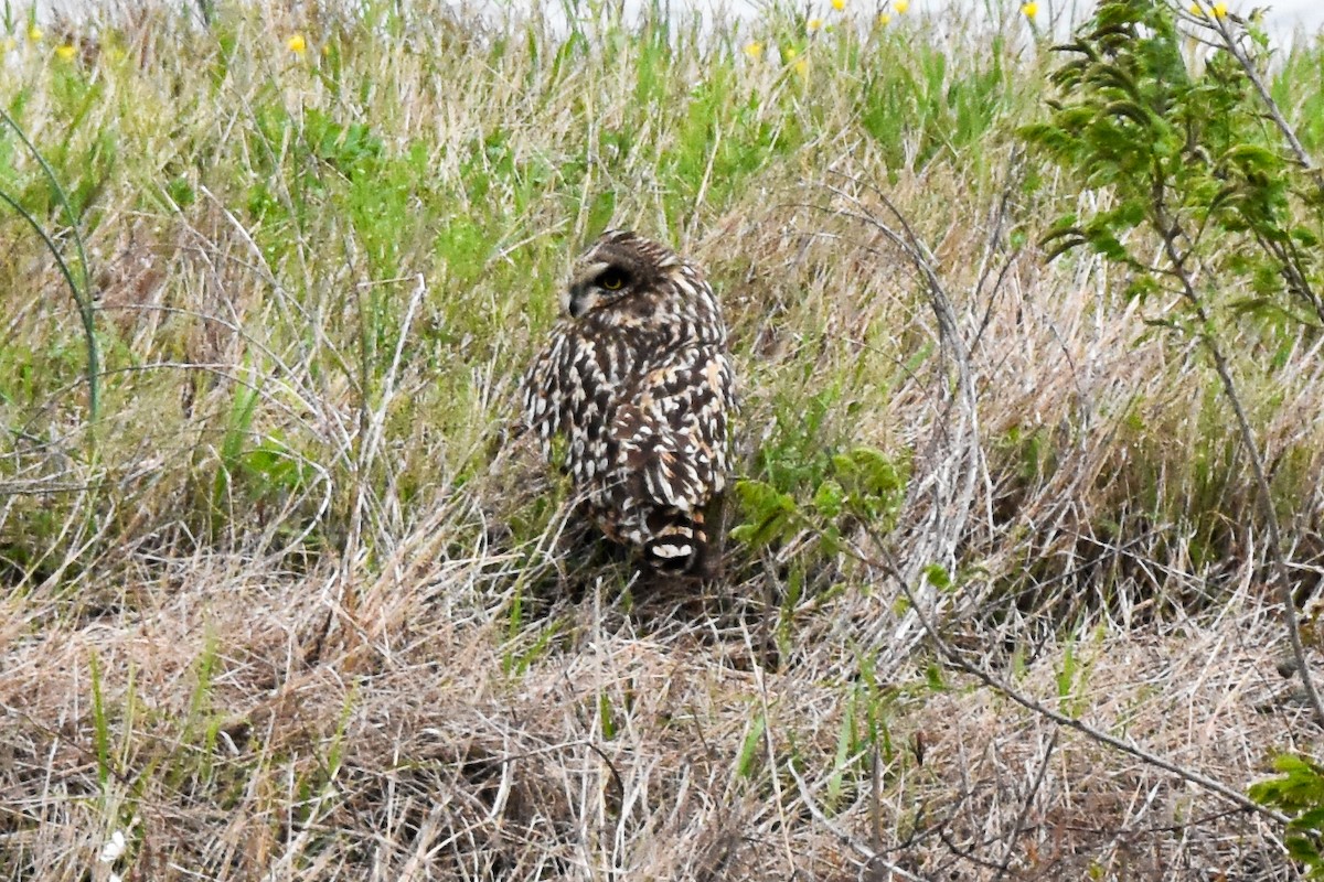 Short-eared Owl - Dawn S