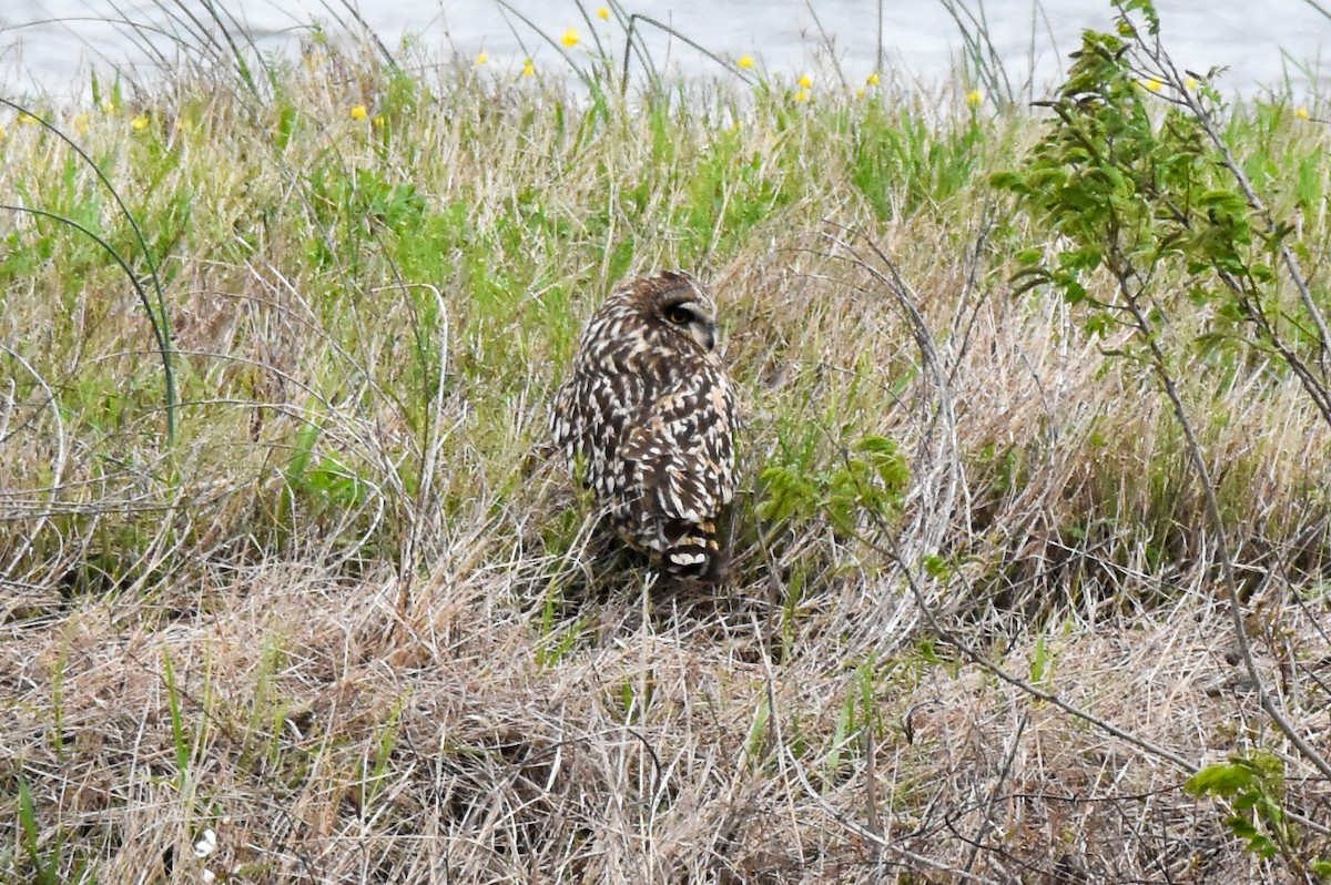 Short-eared Owl - Dawn S