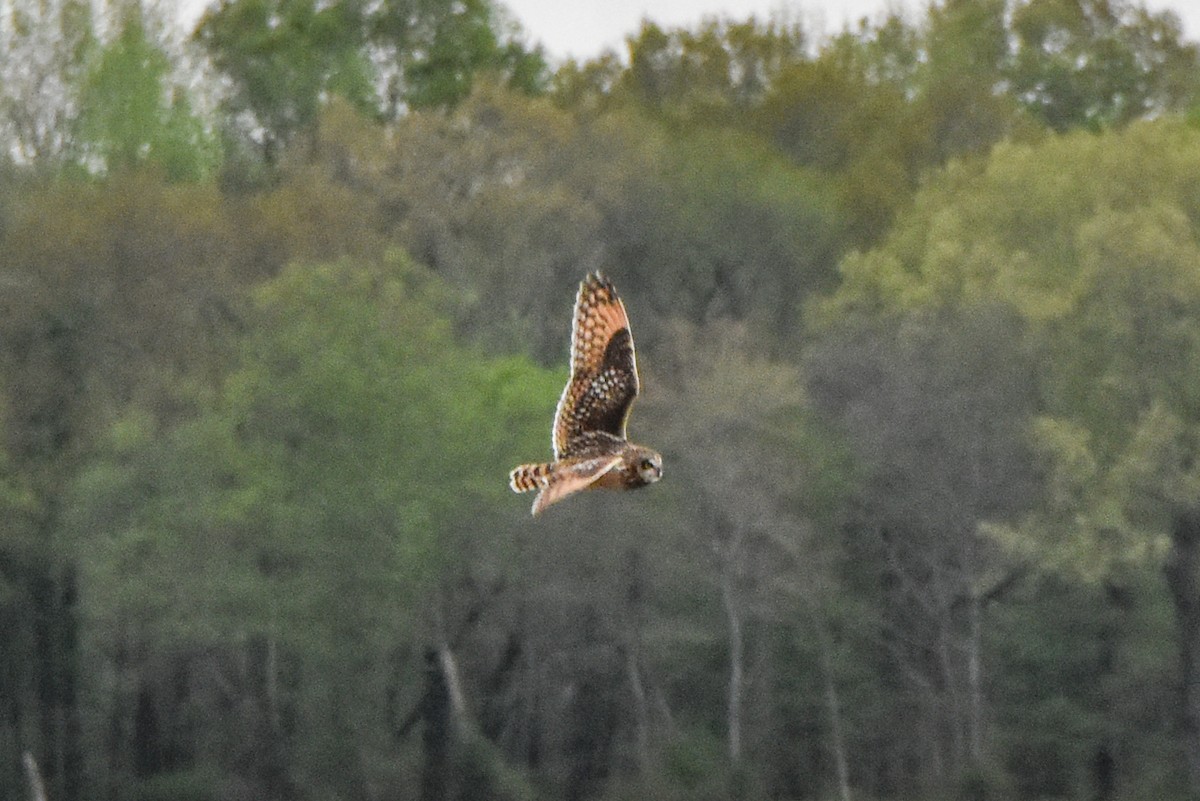 Short-eared Owl - Dawn S