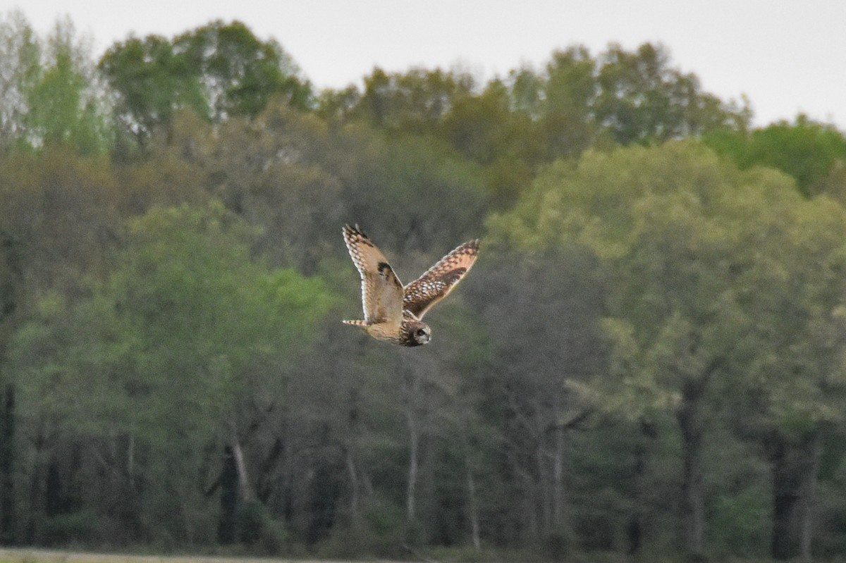 Short-eared Owl - Dawn S