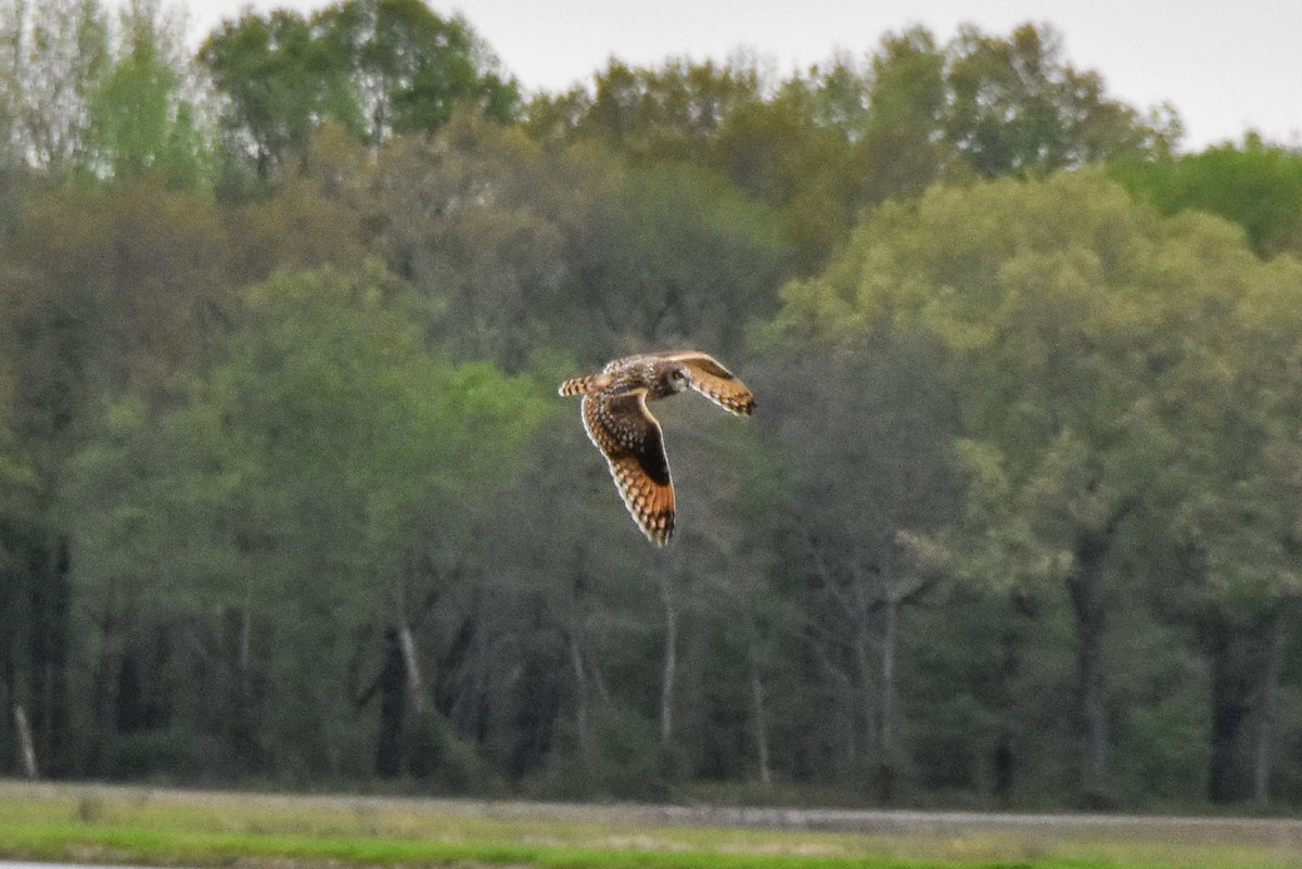 Short-eared Owl - Dawn S