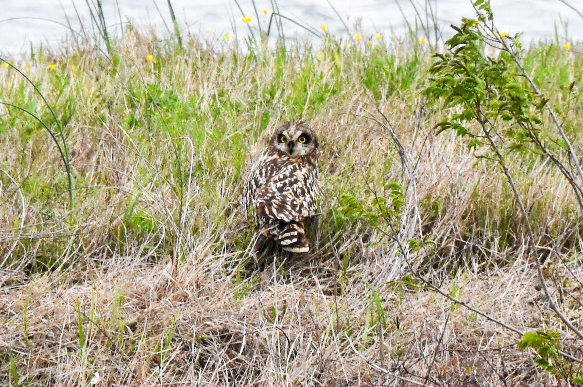 Short-eared Owl - Dawn S