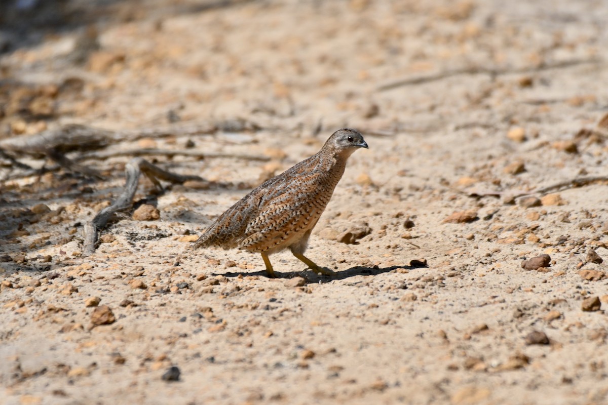 Brown Quail - ML610886569