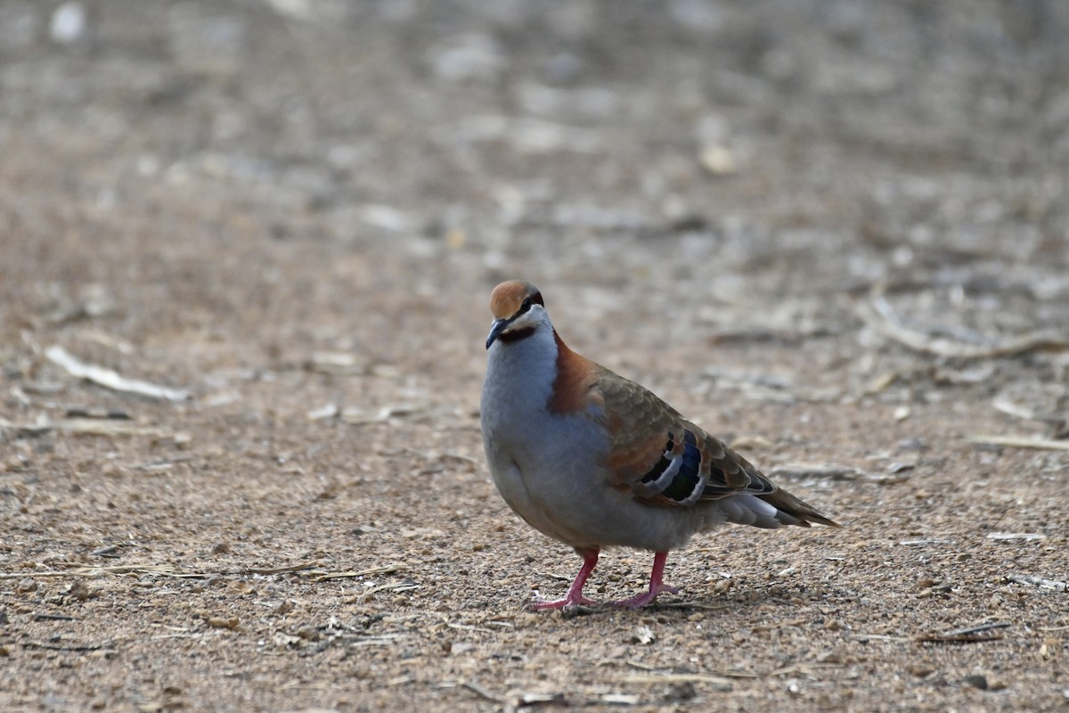 Brush Bronzewing - ML610886571