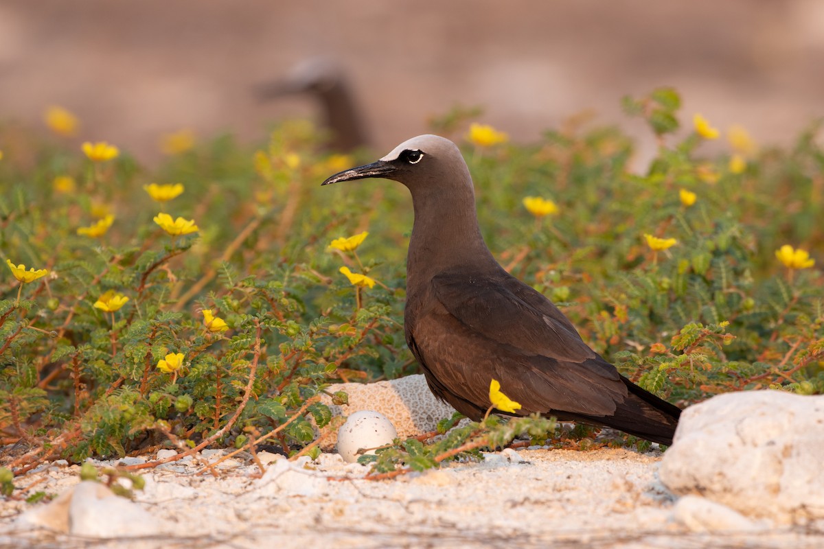 Brown Noddy - ML610886798