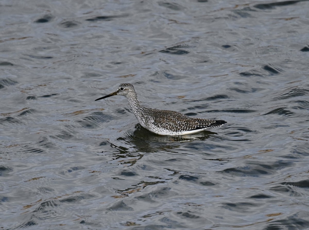 Greater Yellowlegs - Matt Blaze