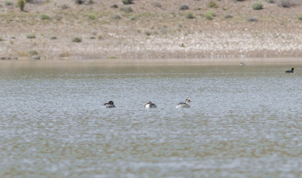 Silvery Grebe - Walter González