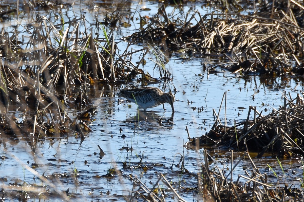 Wilson's Snipe - ML610886879