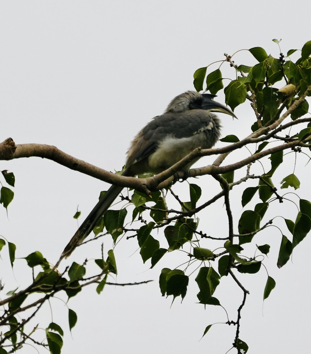 Indian Gray Hornbill - ML610886894