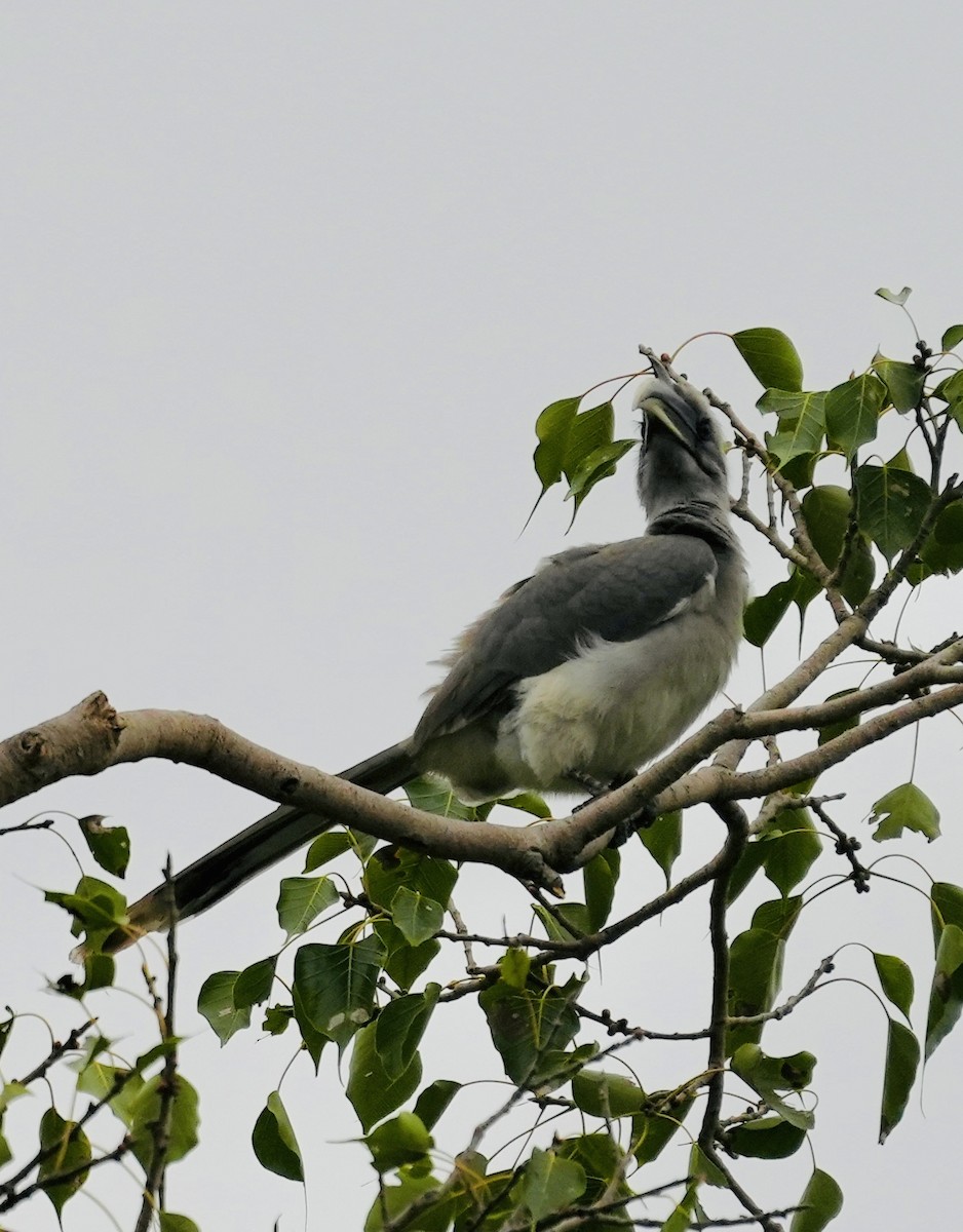 Indian Gray Hornbill - ML610886895