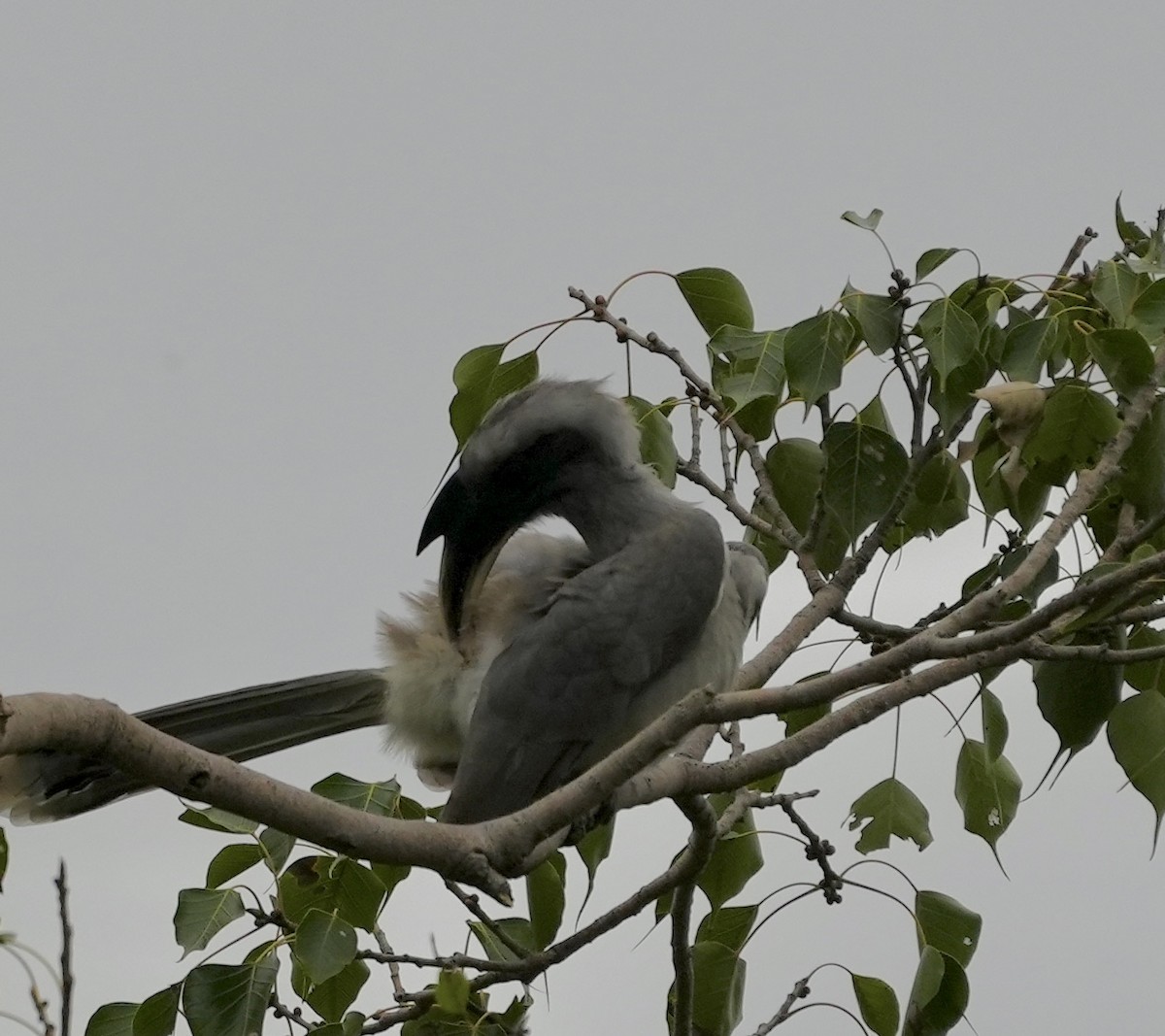 Indian Gray Hornbill - ML610886896