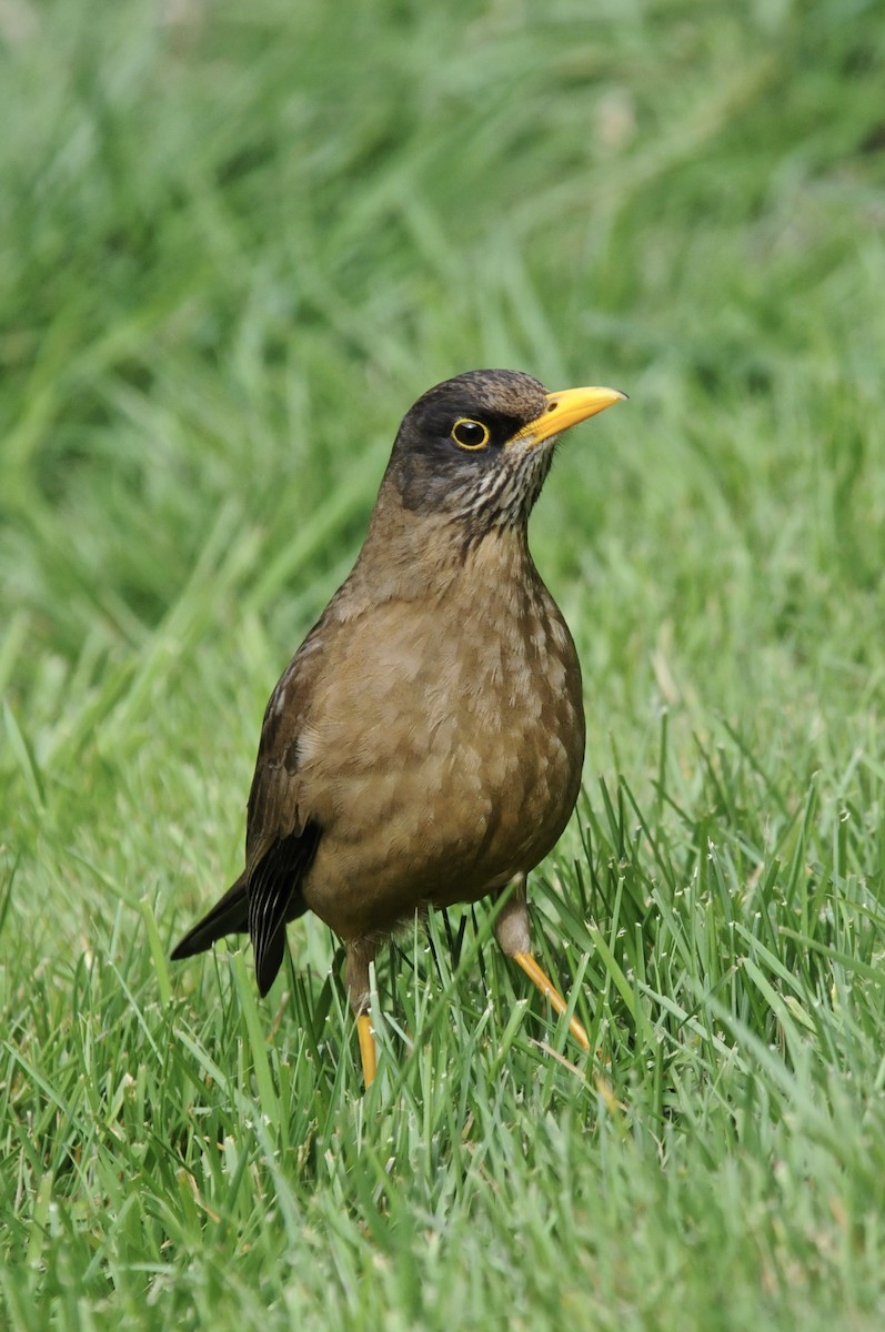 Austral Thrush - ML610886937