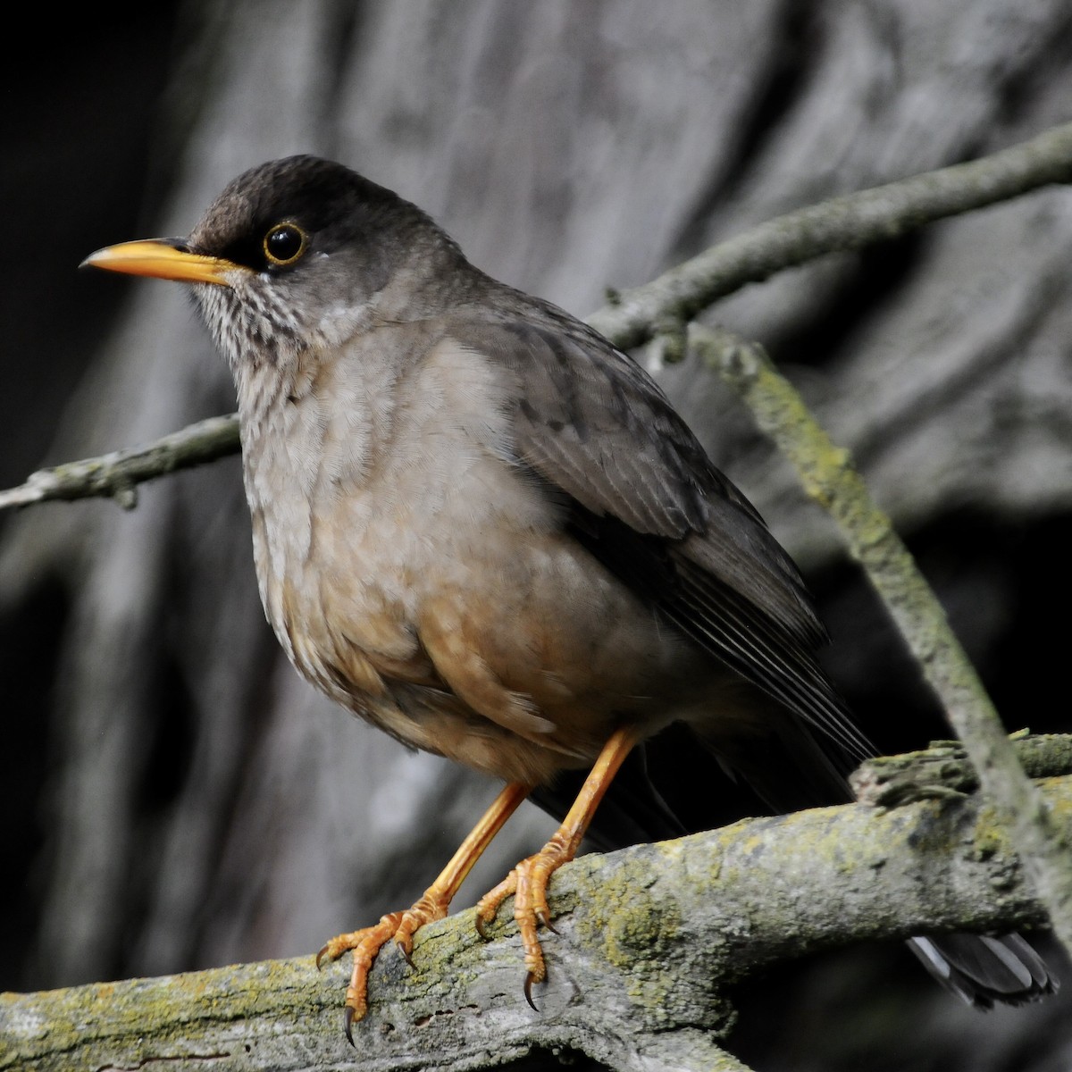 Austral Thrush - ML610886938