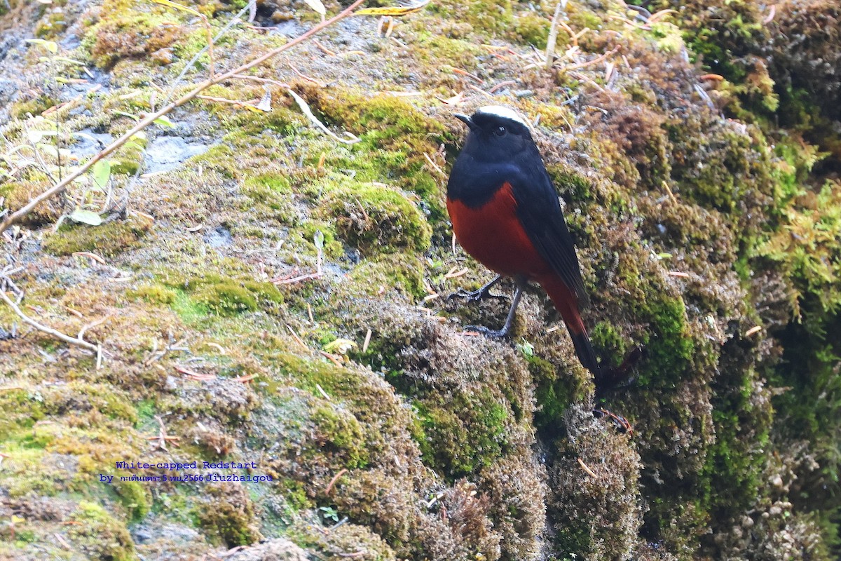 White-capped Redstart - ML610886959