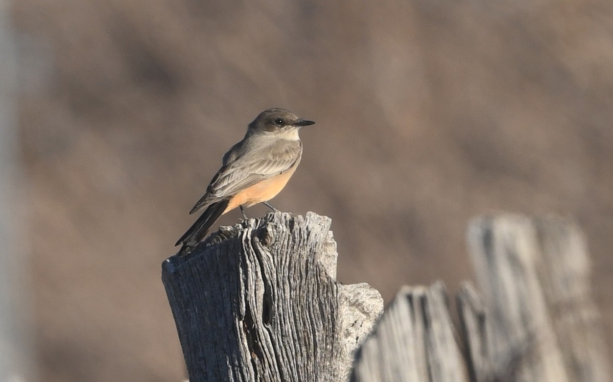 Say's Phoebe - Nancy Hetrick