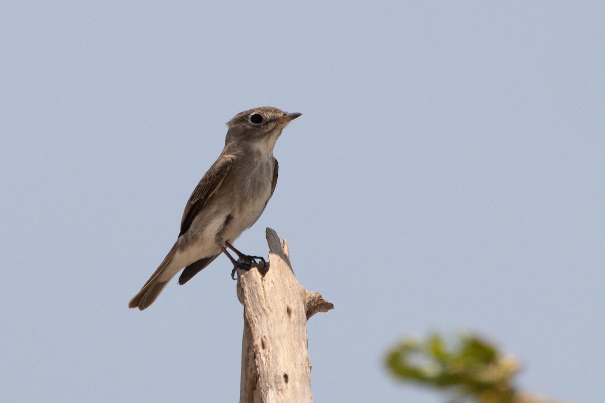 Dark-sided Flycatcher - ML610887011