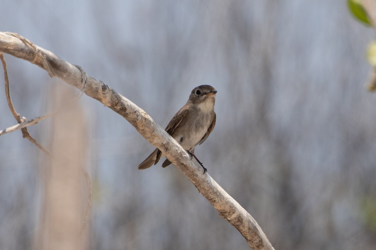 Dark-sided Flycatcher - ML610887012