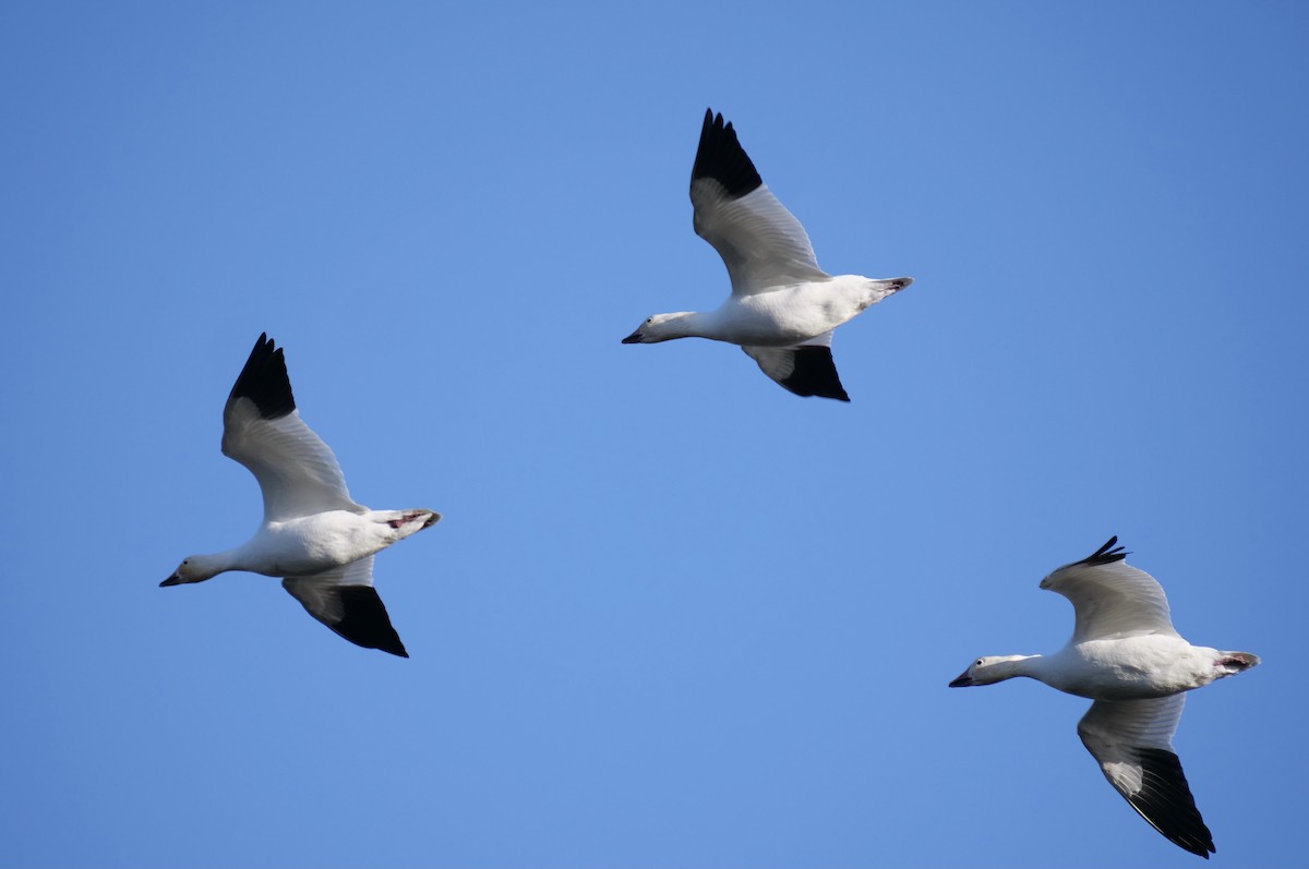 Snow Goose - ML610887233