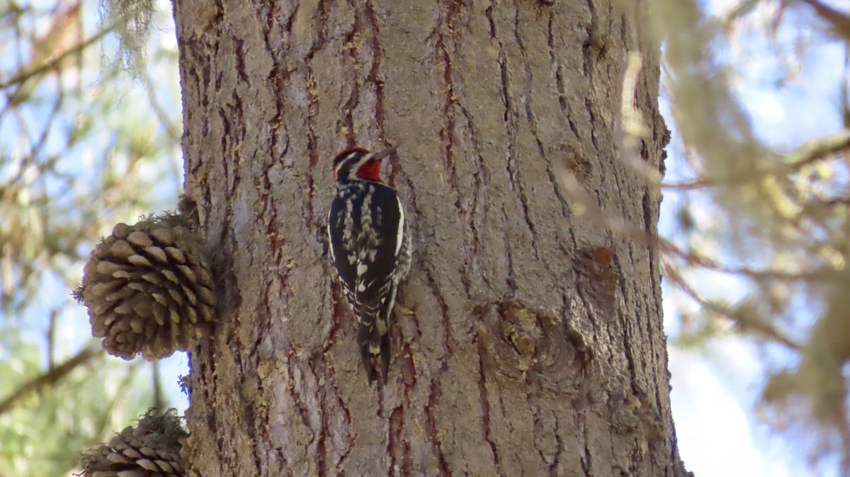 Red-naped Sapsucker - ML610887262