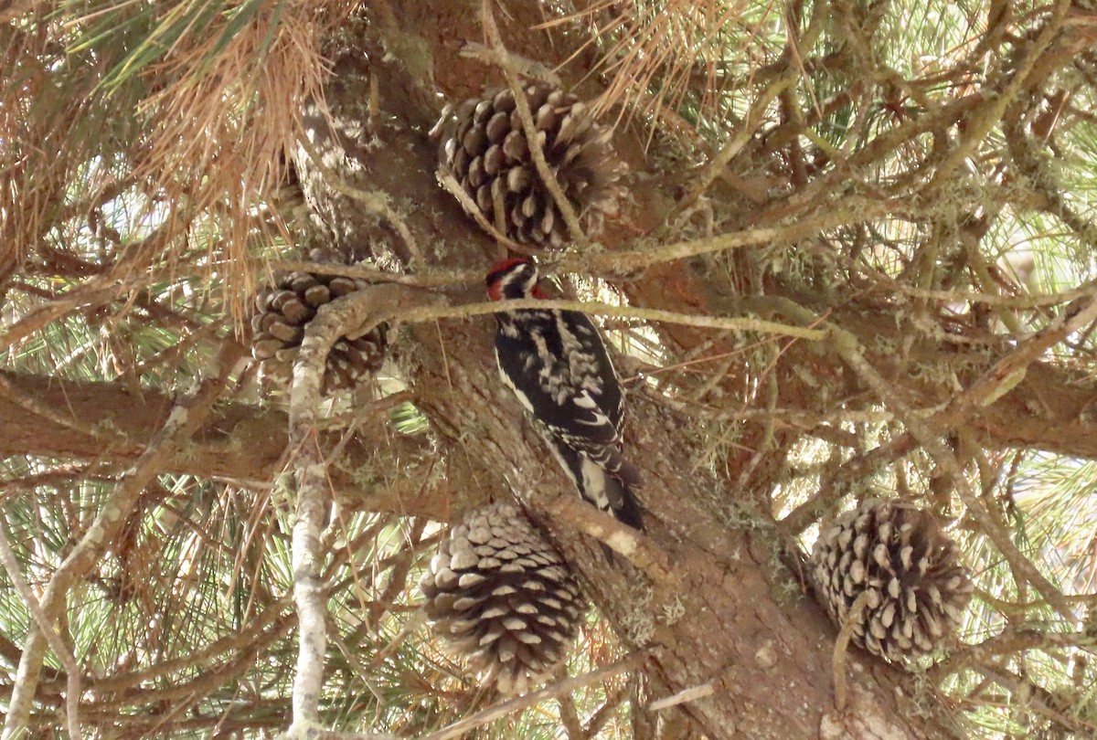 Red-naped Sapsucker - ML610887263