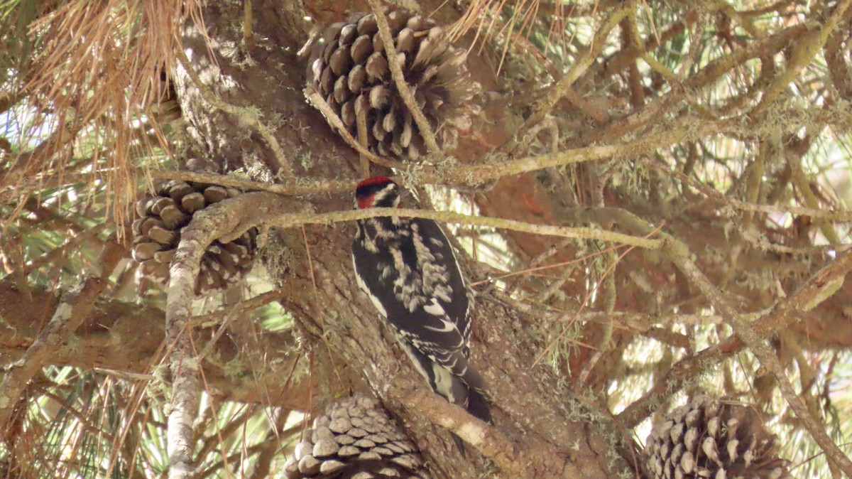 Red-naped Sapsucker - ML610887264