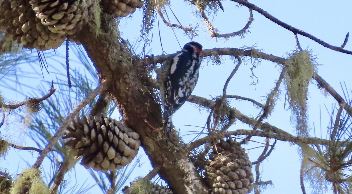 Red-naped Sapsucker - ML610887266