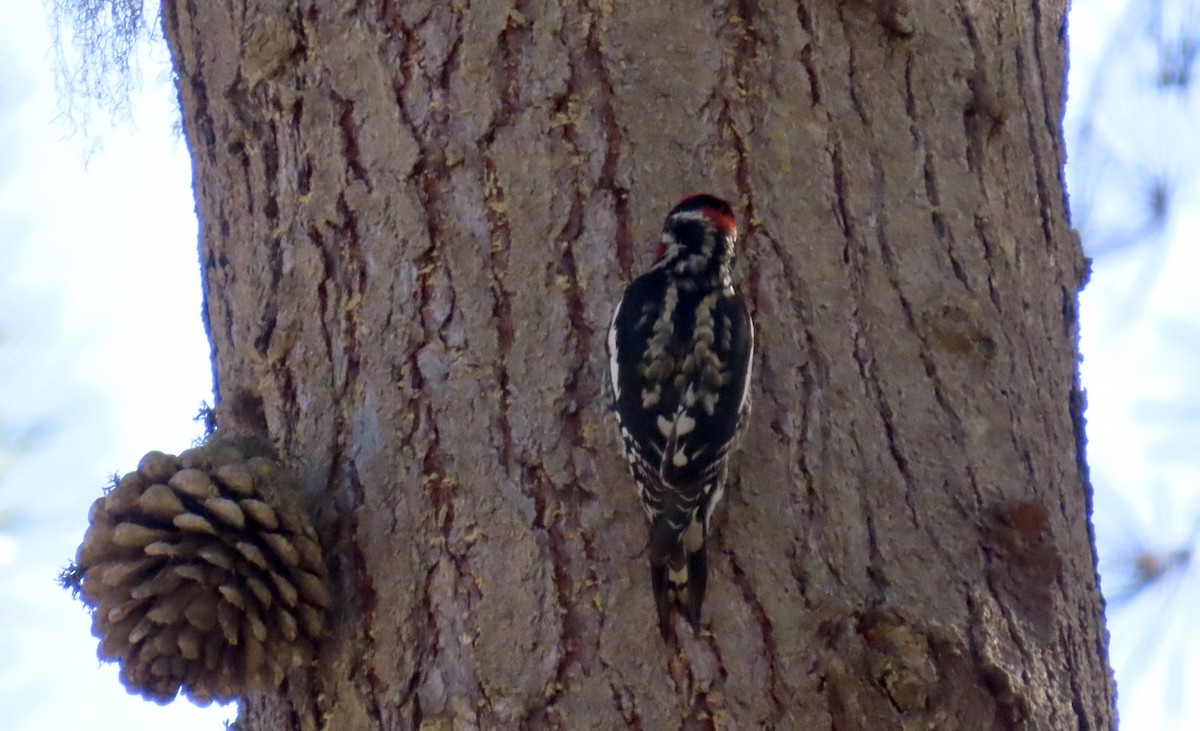 Red-naped Sapsucker - ML610887269