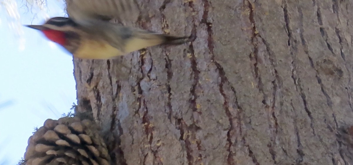 Red-naped Sapsucker - ML610887271