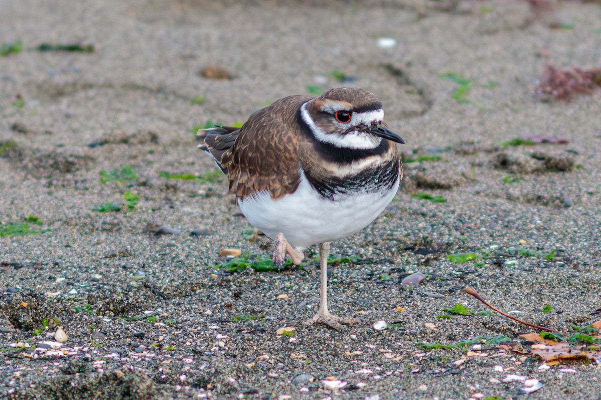 Killdeer - Pierce Louderback