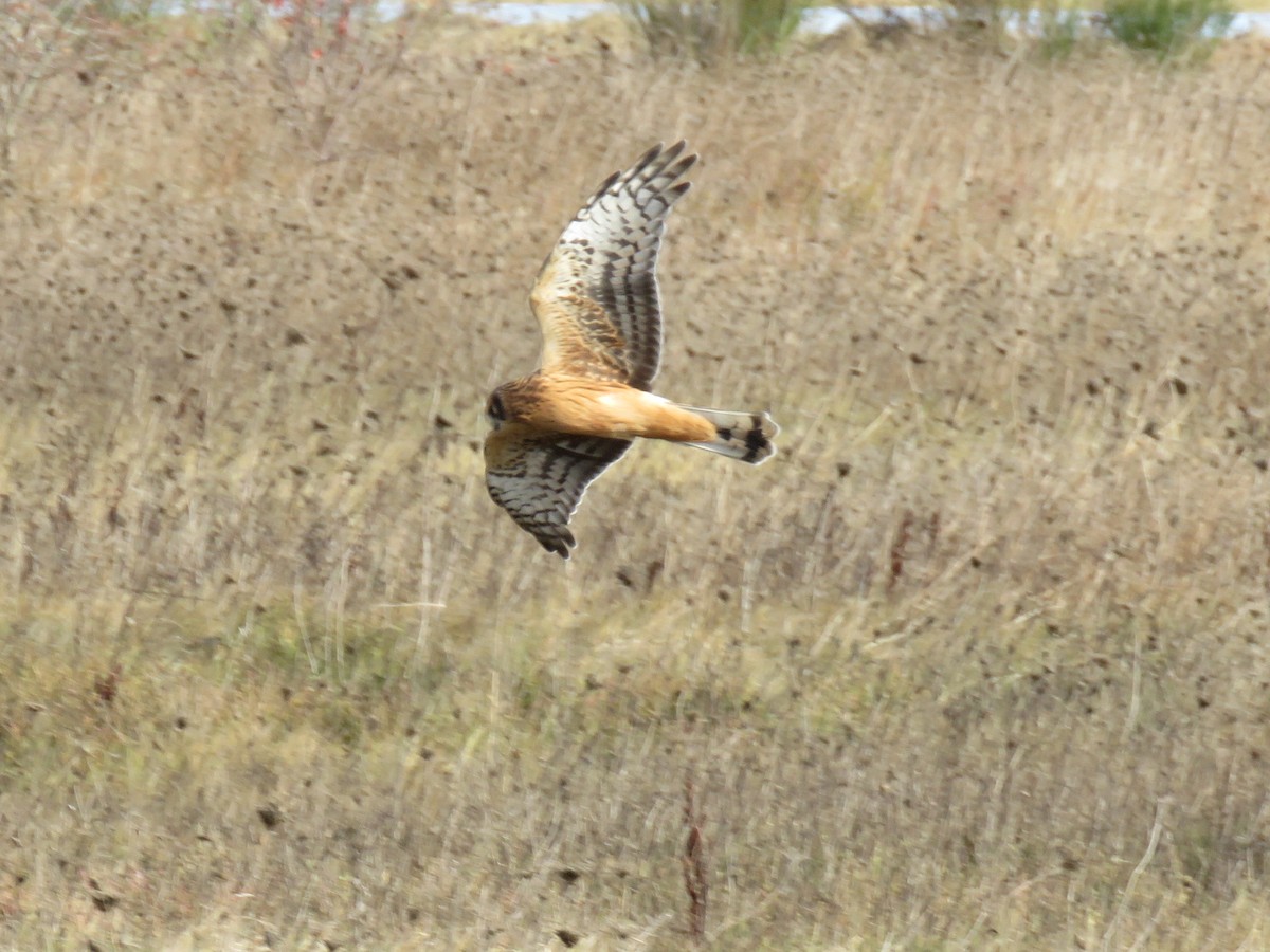 Northern Harrier - greg robertson