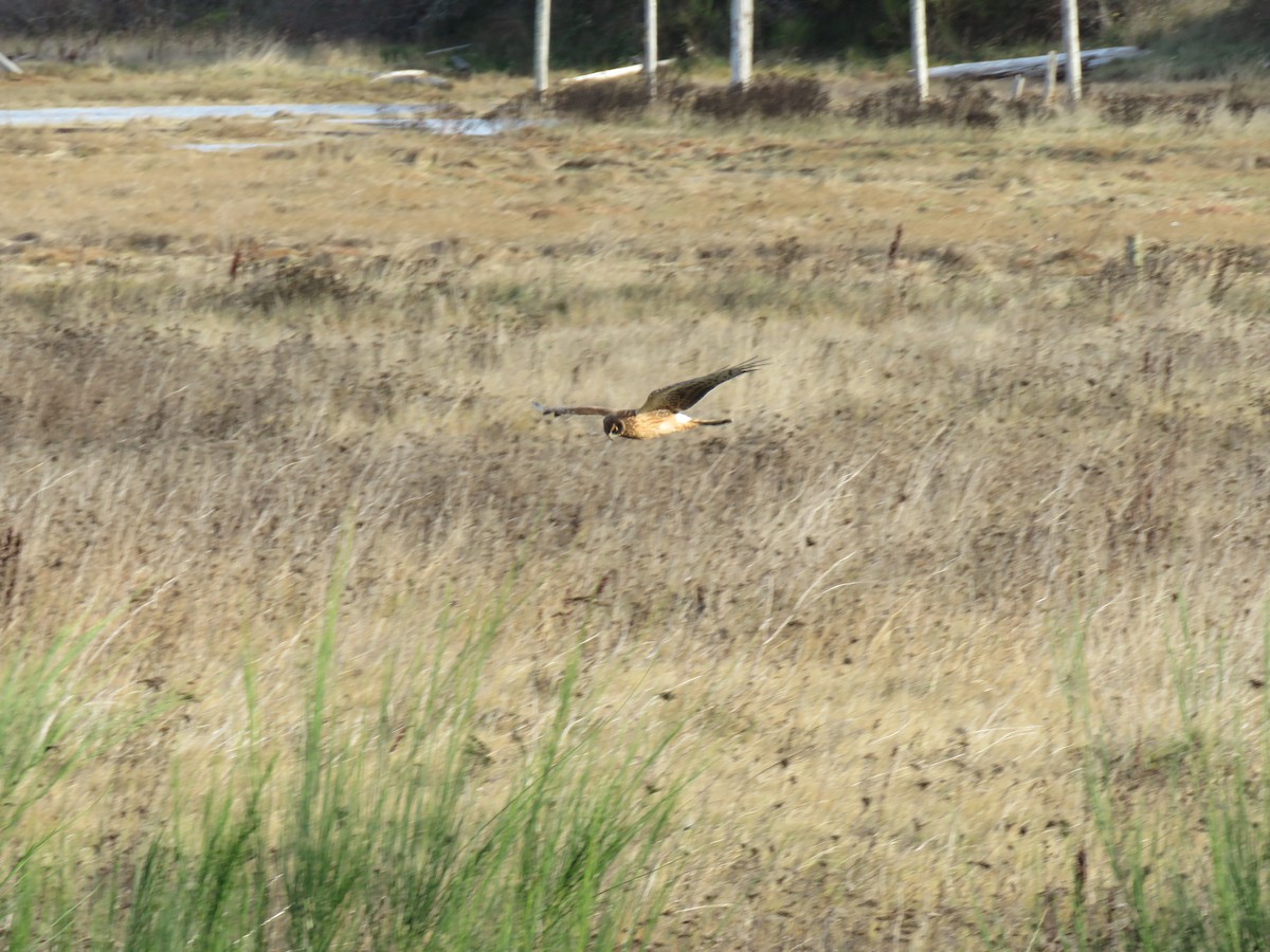 Northern Harrier - greg robertson