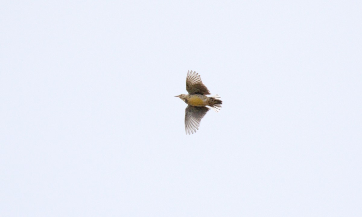 Western Meadowlark - Aaron Boone