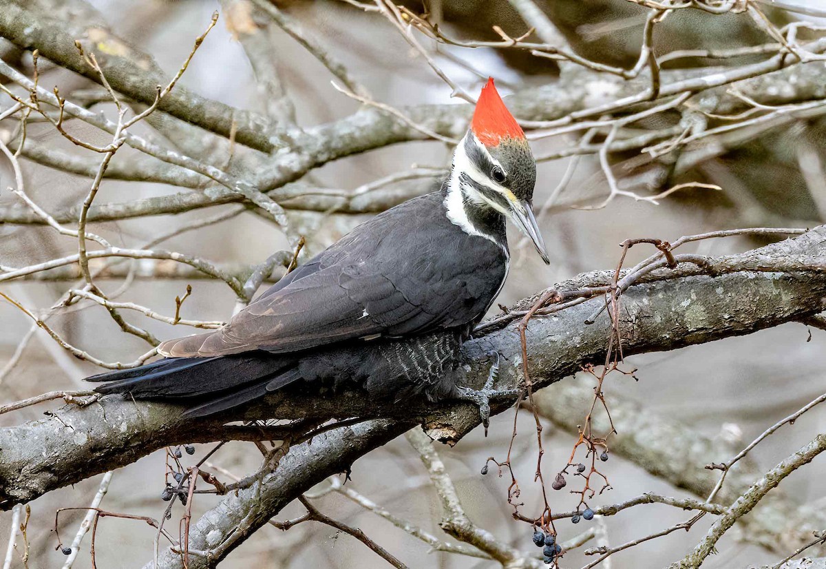 Pileated Woodpecker - Iris Kilpatrick