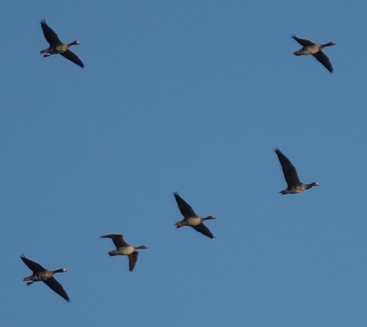 Greater White-fronted Goose - ML610887486