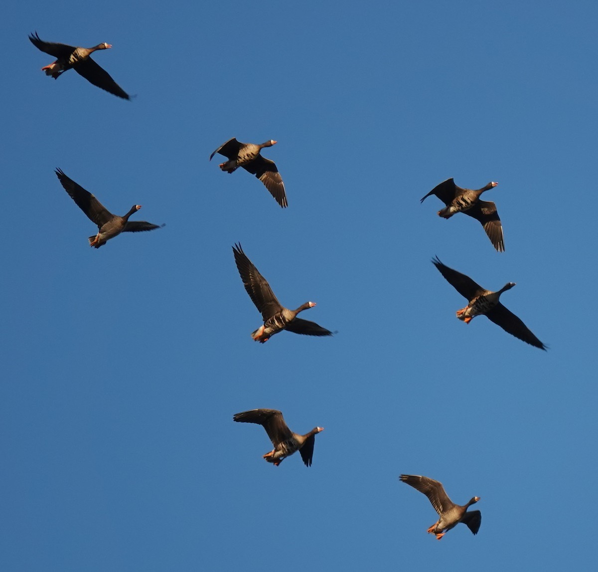 Greater White-fronted Goose - ML610887489