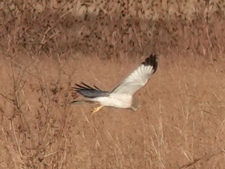 Aguilucho de Hudson - ML610887509