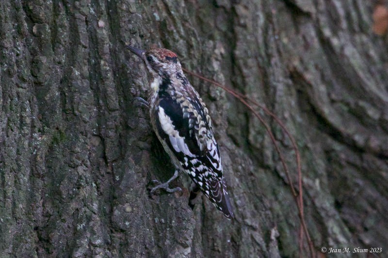 Yellow-bellied Sapsucker - ML610887647