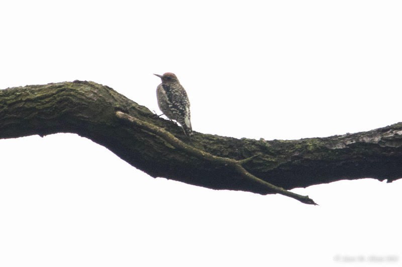 Yellow-bellied Sapsucker - ML610887648