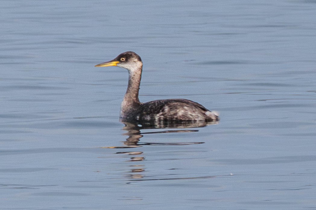 Red-necked Grebe - ML610887711