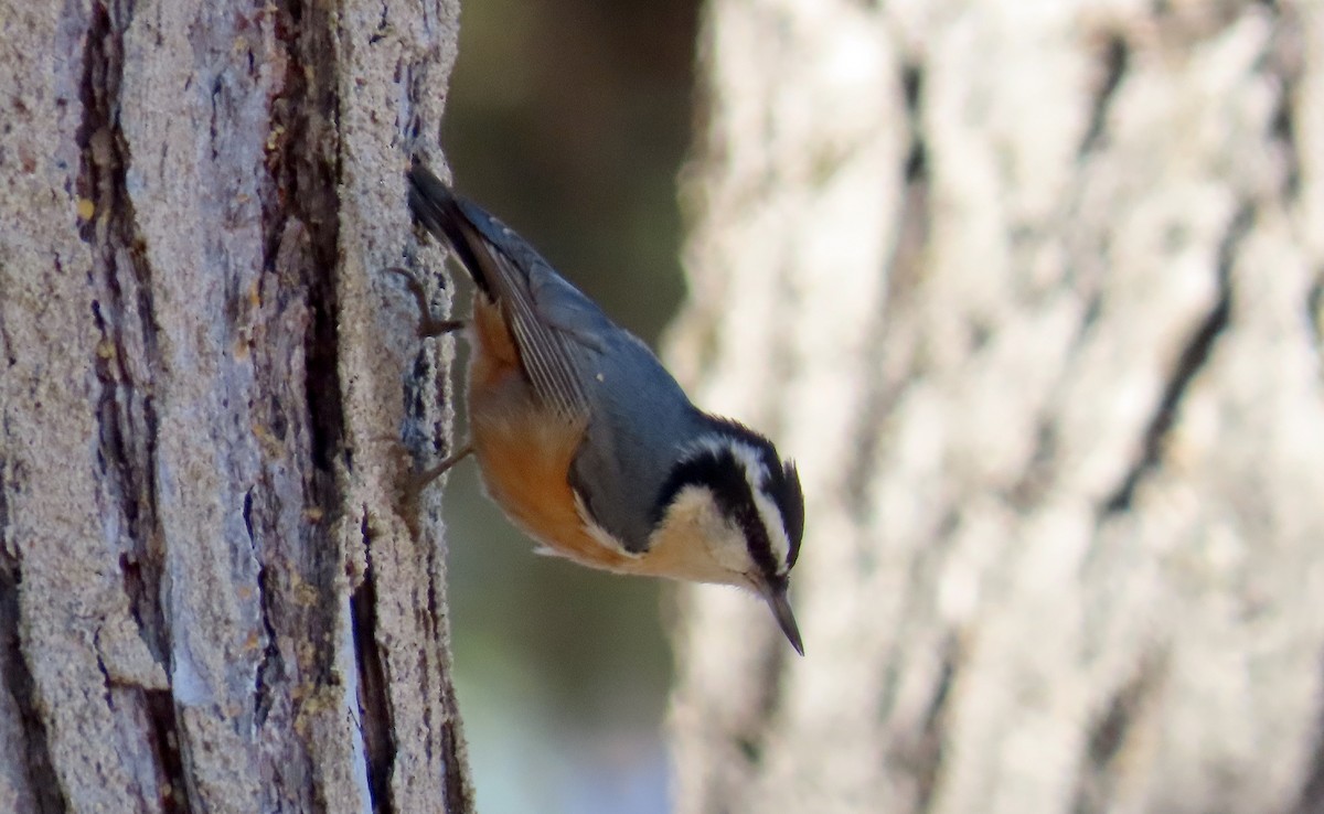 Red-breasted Nuthatch - ML610887745