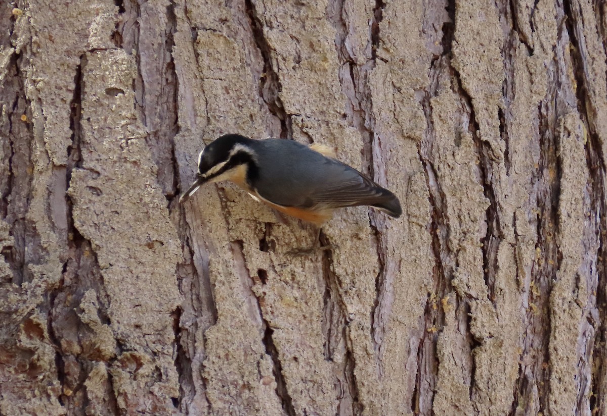 Red-breasted Nuthatch - ML610887748
