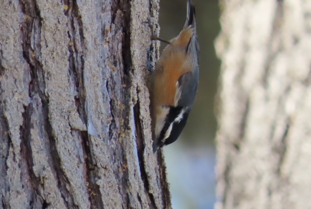 Red-breasted Nuthatch - ML610887749