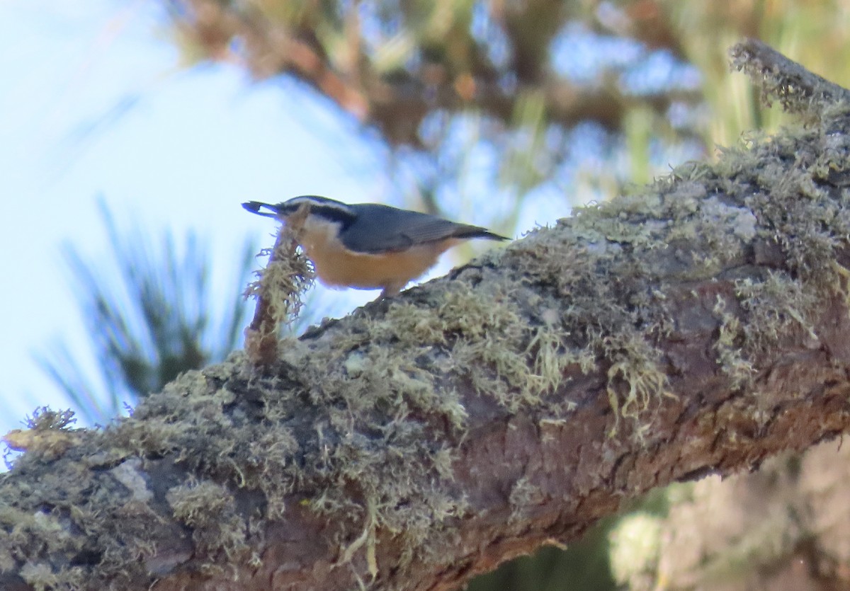 Red-breasted Nuthatch - ML610887751
