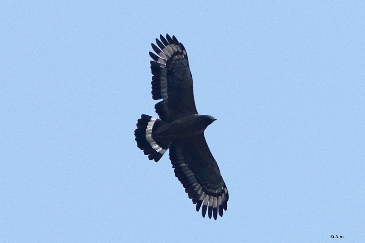 Crested Serpent-Eagle - ML610887755