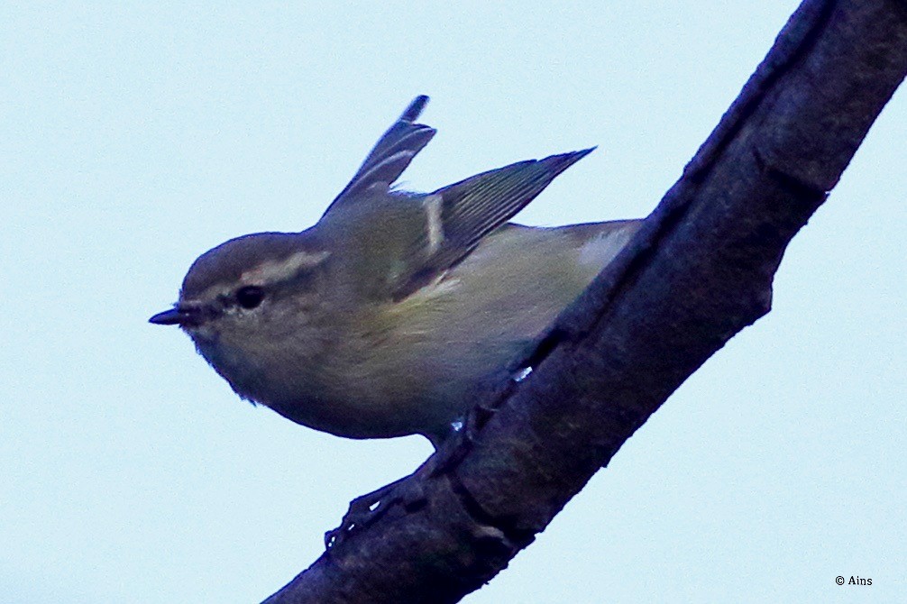 Hume's Warbler - ML610887811