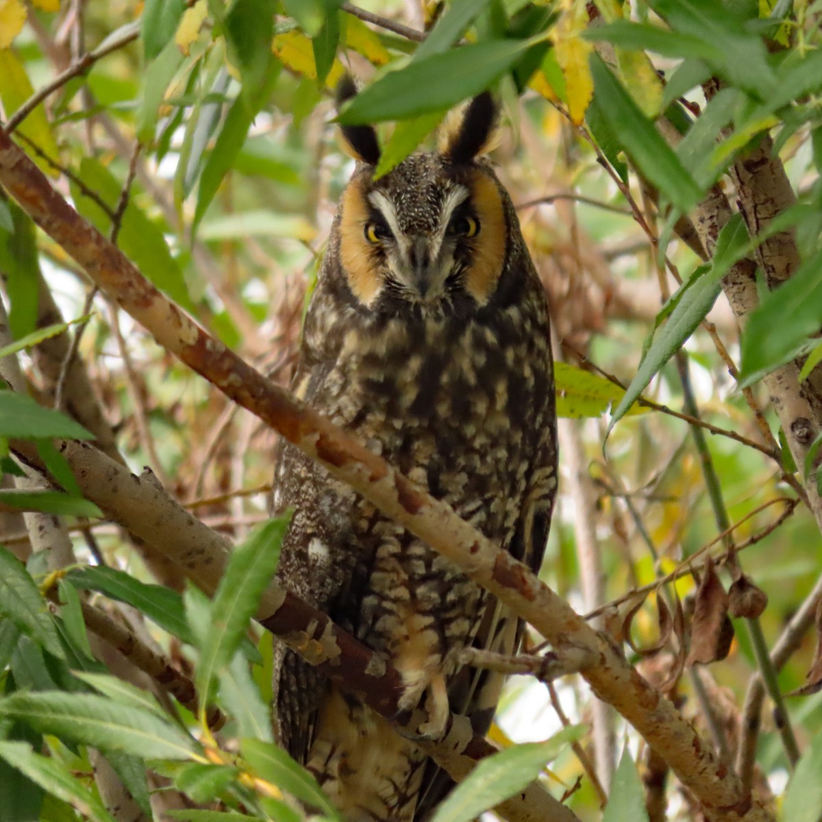 Long-eared Owl - ML610887864