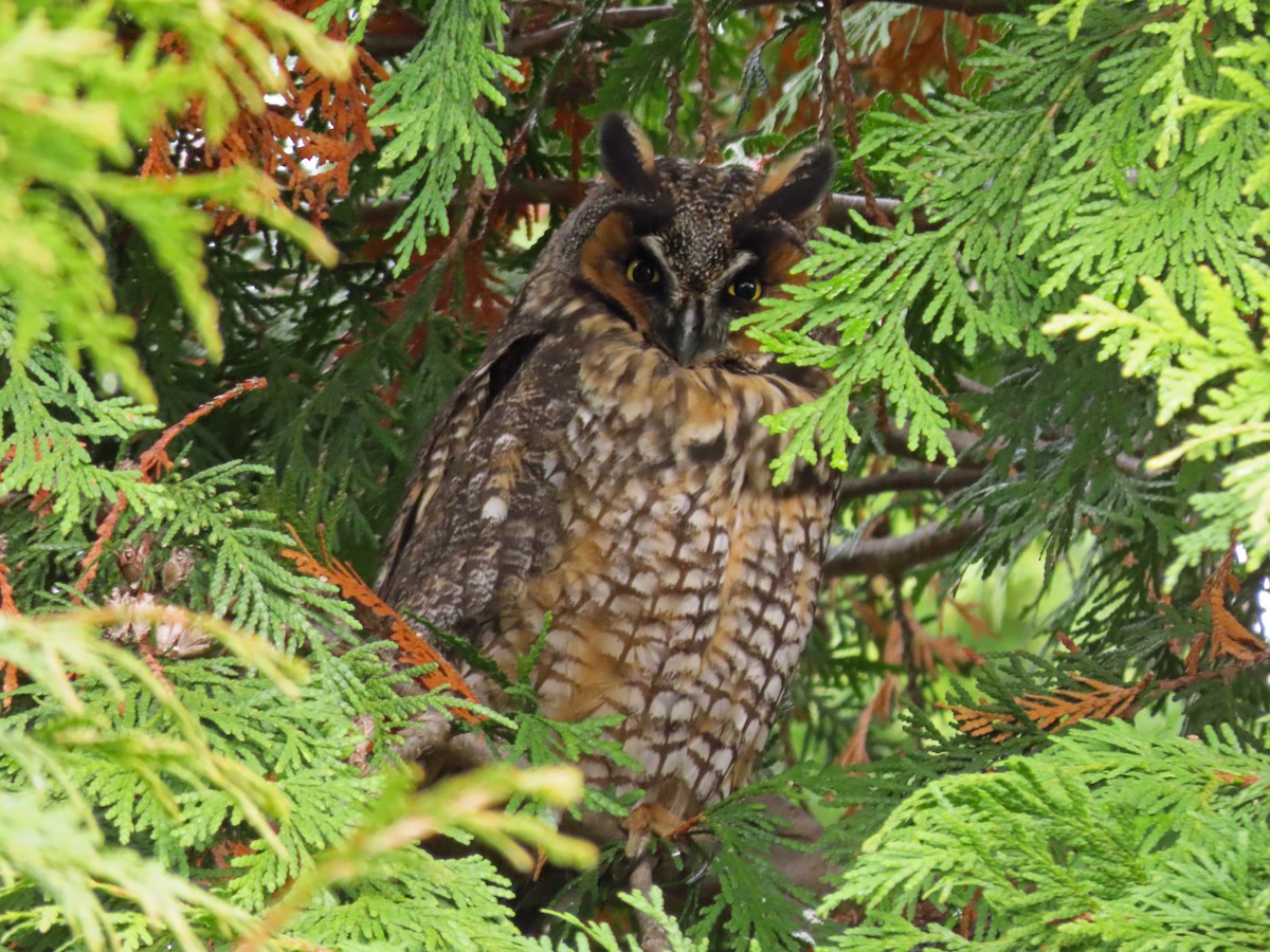 Long-eared Owl - ML610887866