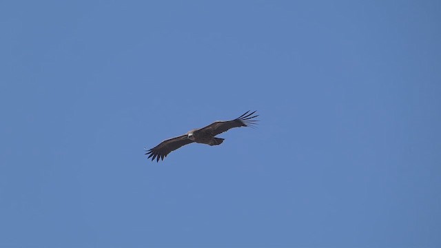 Himalayan Griffon - ML610887872