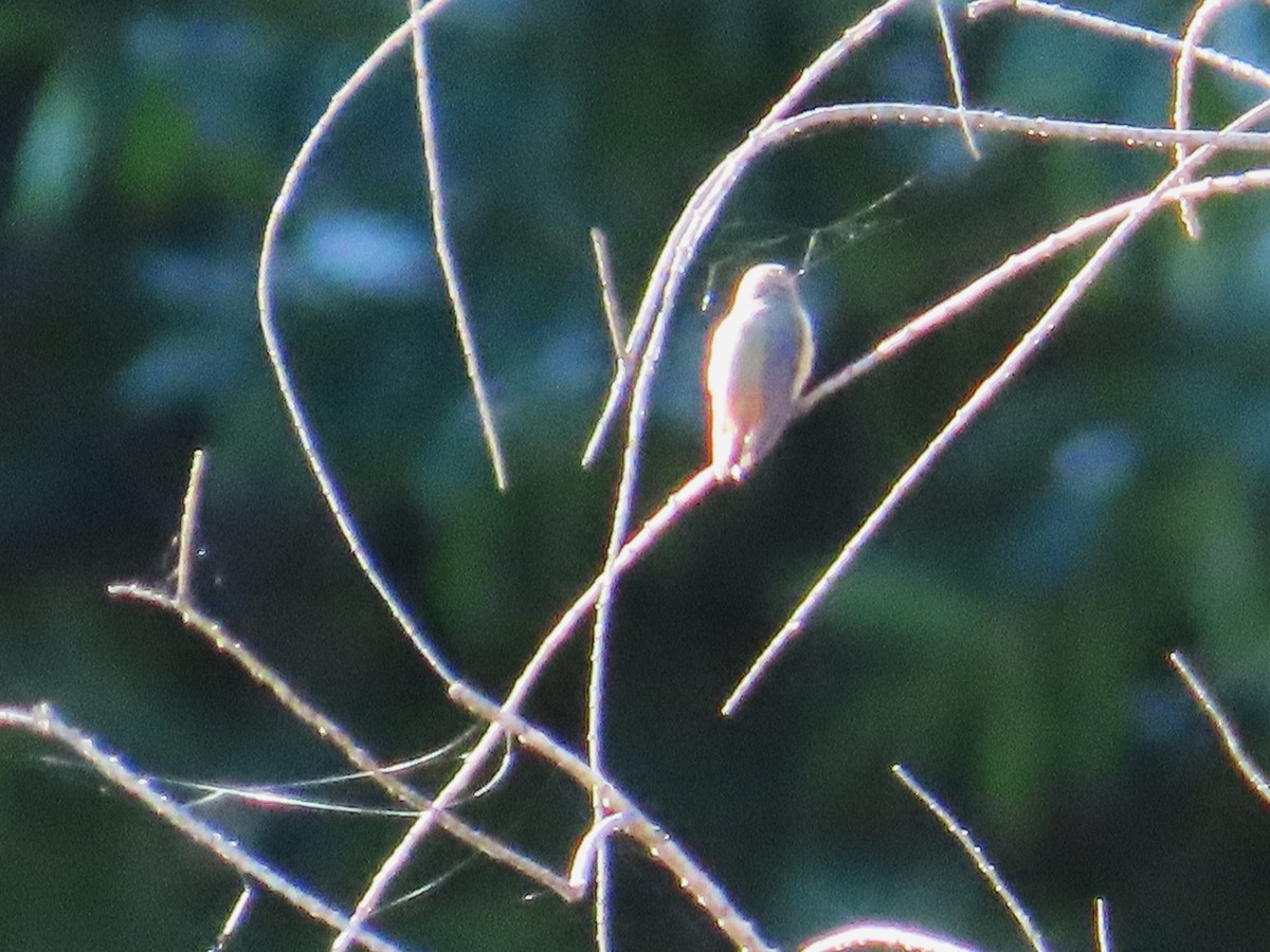 Colibrí Rufo - ML610887894